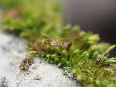 Neriene peltata