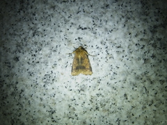 Condicinae
