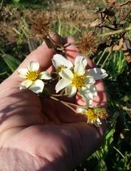 Bidens aurea