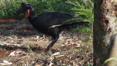 Bucorvus abyssinicus