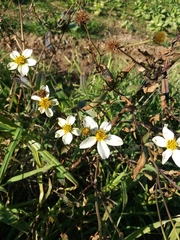 Bidens aurea