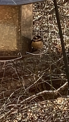 Pheucticus ludovicianus