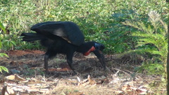 Bucorvus abyssinicus