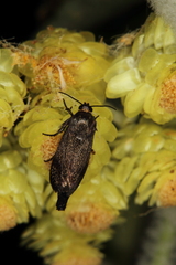 Brachodes
