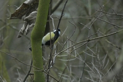 Parus major