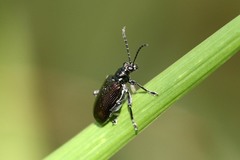 Lema chalcoptera
