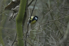 Parus major