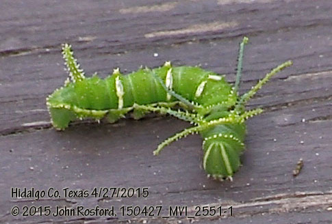 Heiligbrodt's Mesquite Moth