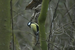 Parus major