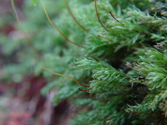 Mnium hornum