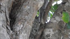 Hemidactylus leschenaultii