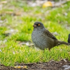 Junco vulcani