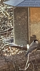 Poecile atricapillus