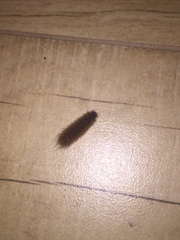 Phragmatobia