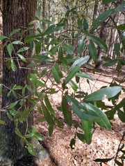 Quercus hemisphaerica