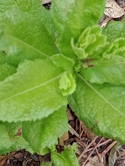 Pterocaulon polystachyum