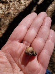 Quercus hemisphaerica