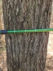 Quercus hemisphaerica