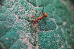 Camponotus nicobarensis