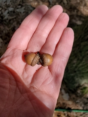 Quercus hemisphaerica