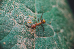 Camponotus nicobarensis