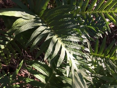 Polypodium cambricum