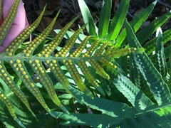 Polypodium cambricum