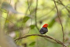 Ceratopipra mentalis