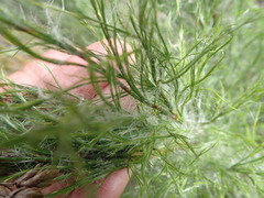 Thamnochortus glaber