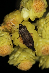 Brachodes