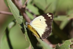 Belenois creona severina