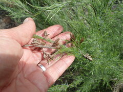 Thamnochortus glaber