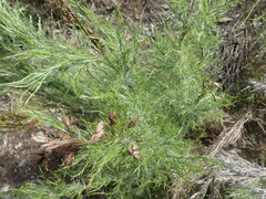 Thamnochortus glaber