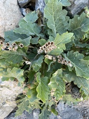 Hyoscyamus albus