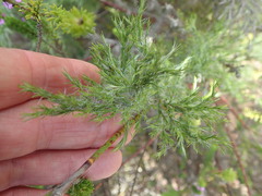 Thamnochortus glaber