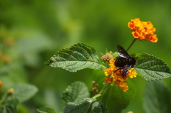 Bombus pauloensis