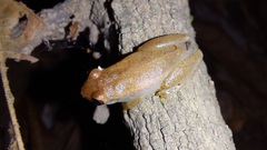 Dendropsophus