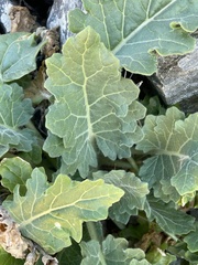 Hyoscyamus albus