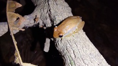 Dendropsophus
