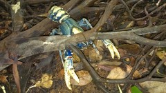 Euastacus sulcatus