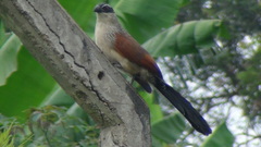 Centropus superciliosus