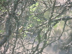 Sporophila caerulescens