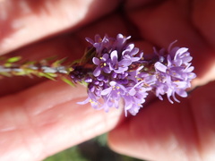Selago villicaulis