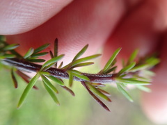 Selago villicaulis