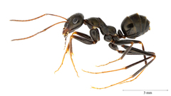 Cataglyphis piliscapa