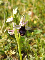 Ophrys bertolonii bertoloniiformis