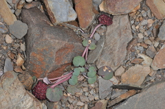 Pozoa coriacea