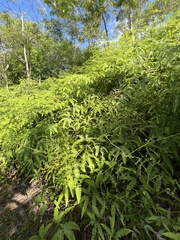 Gleichenella pectinata