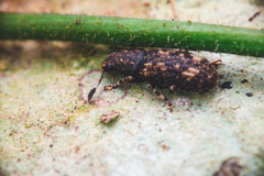 Eucorynus crassicornis