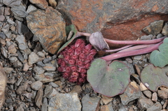 Pozoa coriacea